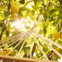 Replica Under the Lemon Trees