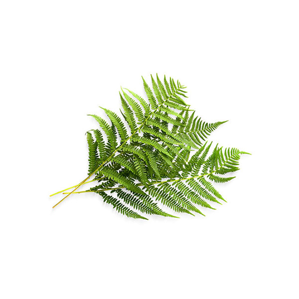 Accord Fougère,Patchouli