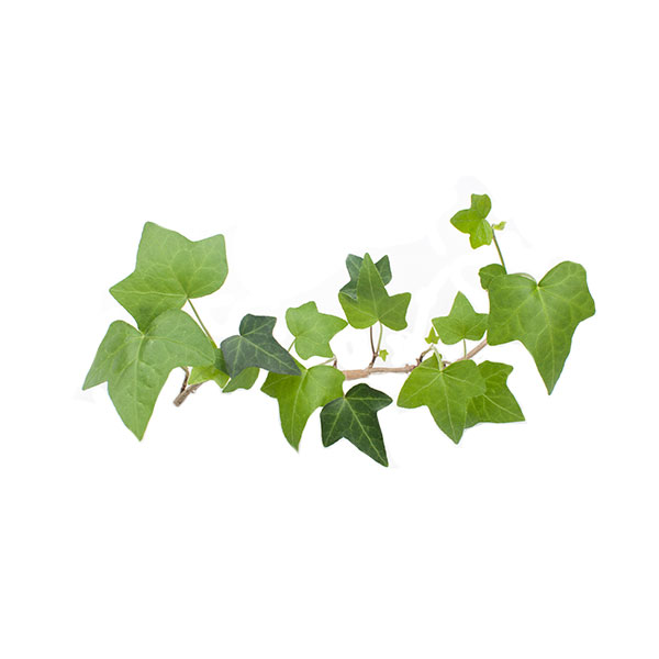 Lierre, Absinthe, Anis