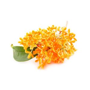 Osmanthus