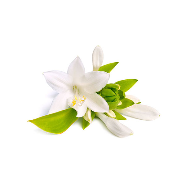 Tubéreuse, Ylang-Ylang, Jasmin